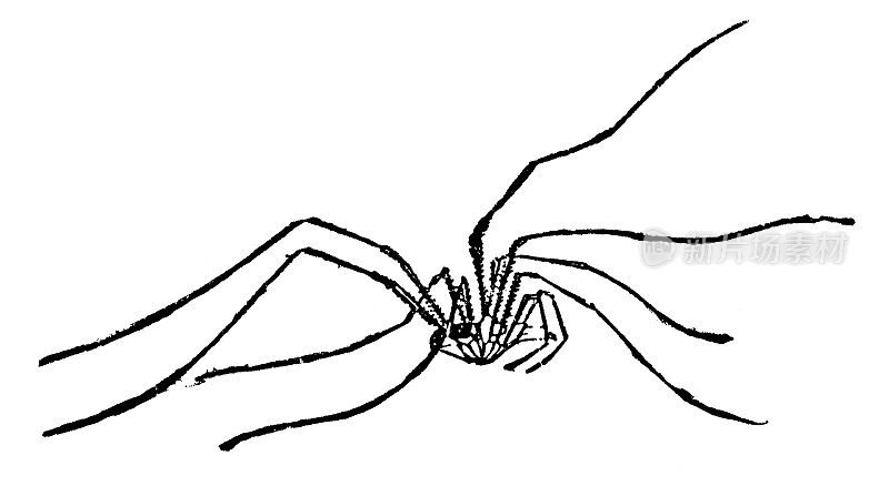长腿蜘蛛爸爸(Phalangium Opilio) 19世纪